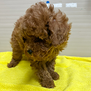 トイプードルのレッドの男の子｜2025年11月13日生まれ｜No.11057｜画像3枚目