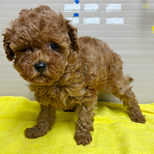 トイプードルのレッドの男の子｜2025年11月13日生まれ｜No.11057｜画像4枚目