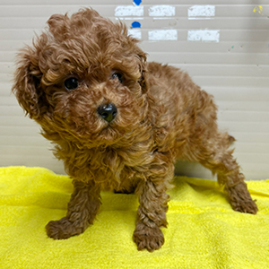 トイプードルのレッドの男の子｜2025年11月13日生まれ｜No.11057｜画像0枚目