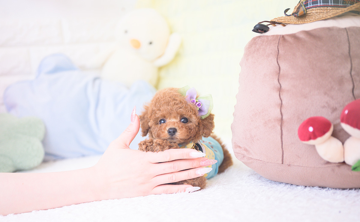 ティーカッププードルのレッドの男の子|2025年11月17日生まれ|No.11058|画像1枚目