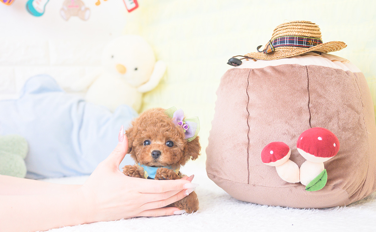 ティーカッププードルのレッドの男の子|2025年11月17日生まれ|No.11058|画像2枚目