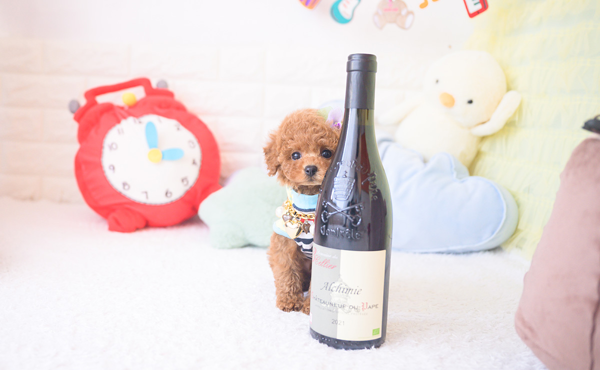 ティーカッププードルのレッドの男の子|2025年11月17日生まれ|No.11058|画像3枚目