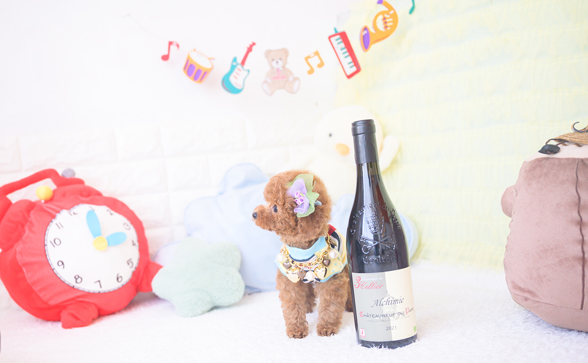 ティーカッププードルのレッドの男の子|2025年11月17日生まれ|No.11058|画像4枚目