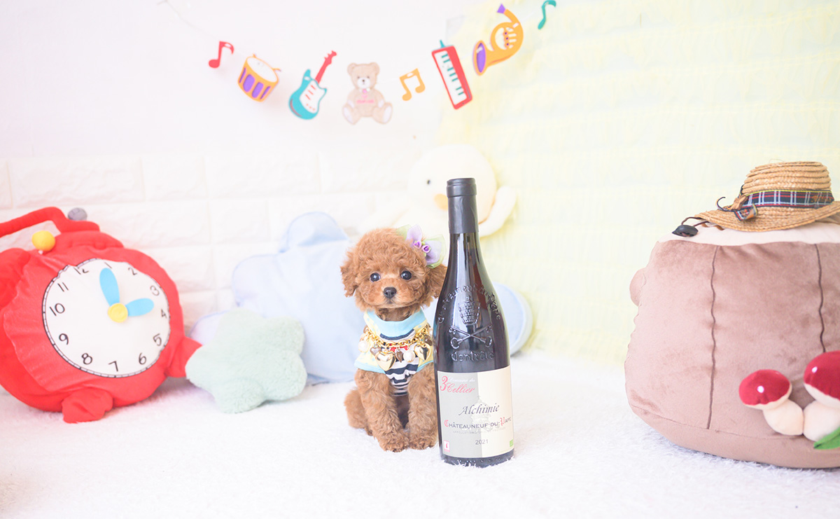 ティーカッププードルのレッドの男の子|2025年11月17日生まれ|No.11058|画像5枚目