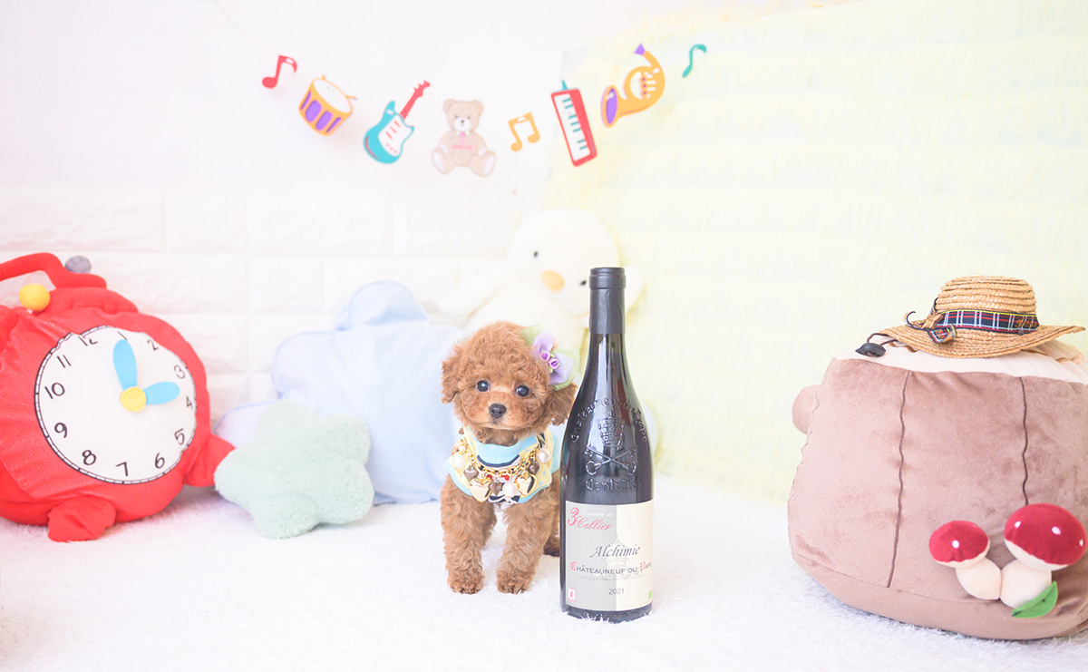 ティーカッププードルのレッドの男の子|2025年11月17日生まれ|No.11058|画像6枚目