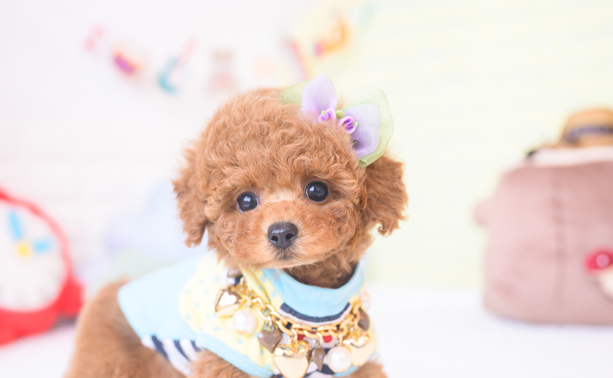 ティーカッププードルのレッドの男の子|2025年11月17日生まれ|No.11058|画像0枚目