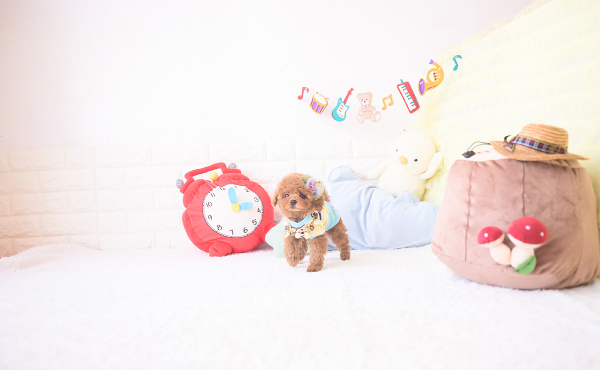 ティーカッププードルのレッドの男の子|2025年11月17日生まれ|No.11058|画像7枚目