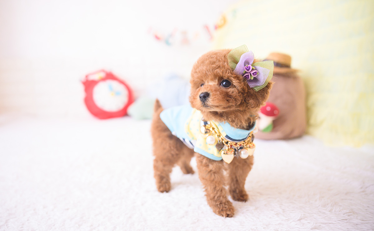 ティーカッププードルのレッドの男の子｜2025年11月17日生まれ｜No.11058｜画像9枚目