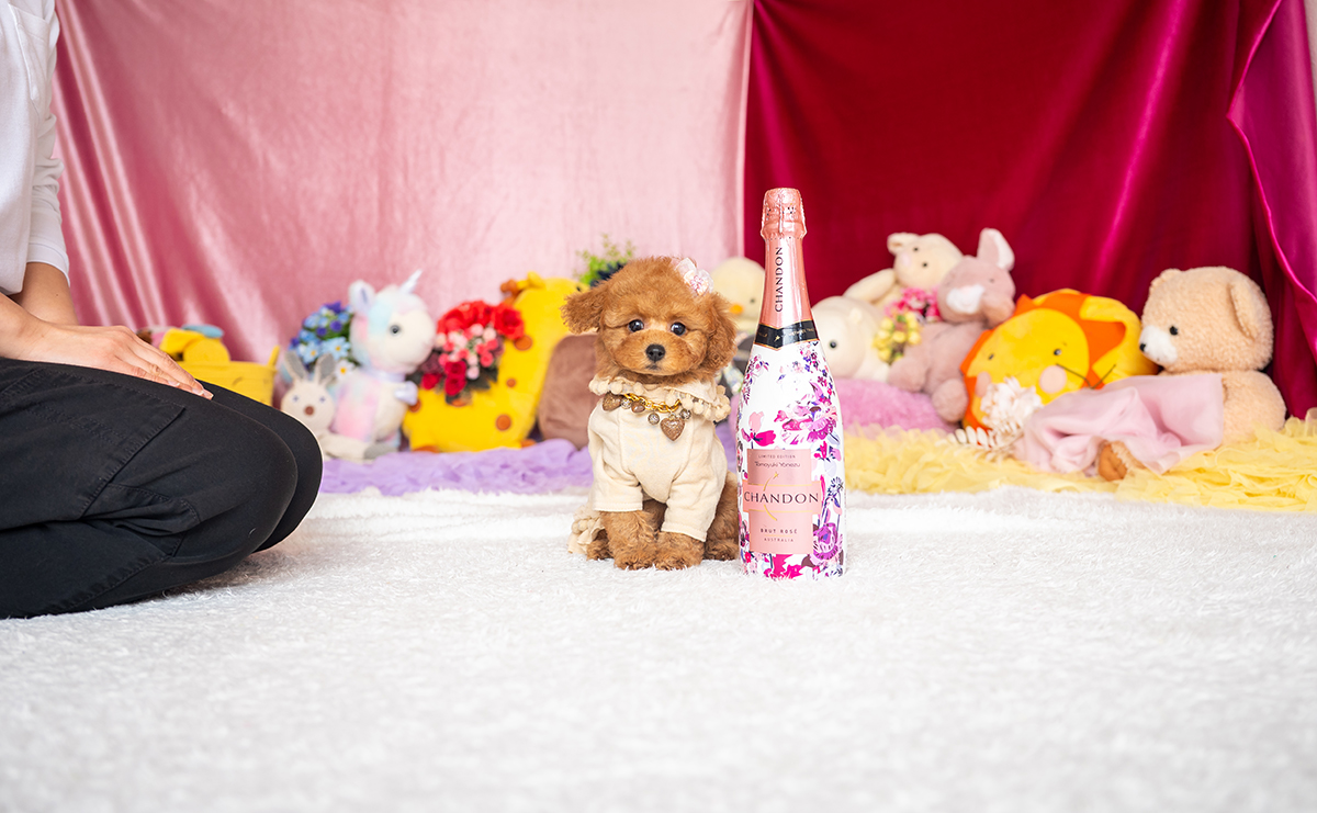 タイニープードルのレッドの女の子|2025年11月17日生まれ|No.11062|画像1枚目