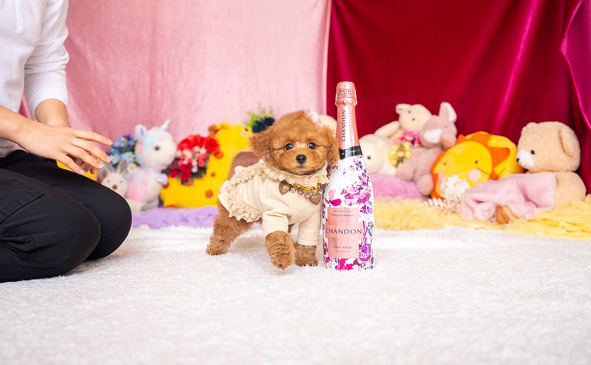 タイニープードルのレッドの女の子|2025年11月17日生まれ|No.11062|画像2枚目