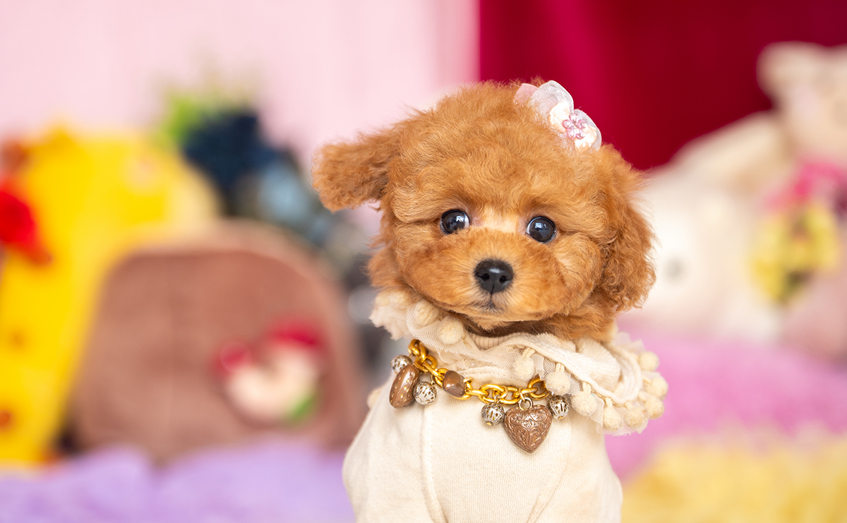 タイニープードルのレッドの女の子|2025年11月17日生まれ|No.11062|画像0枚目