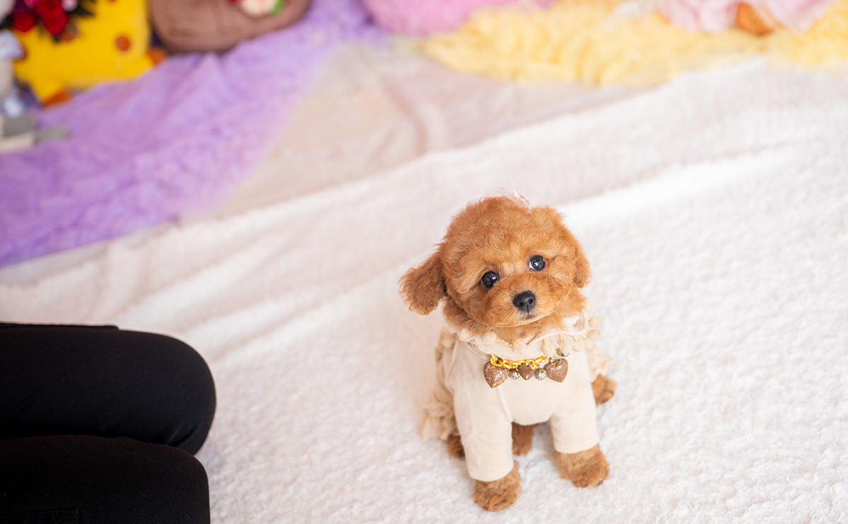 タイニープードルのレッドの女の子|2025年11月17日生まれ|No.11062|画像4枚目