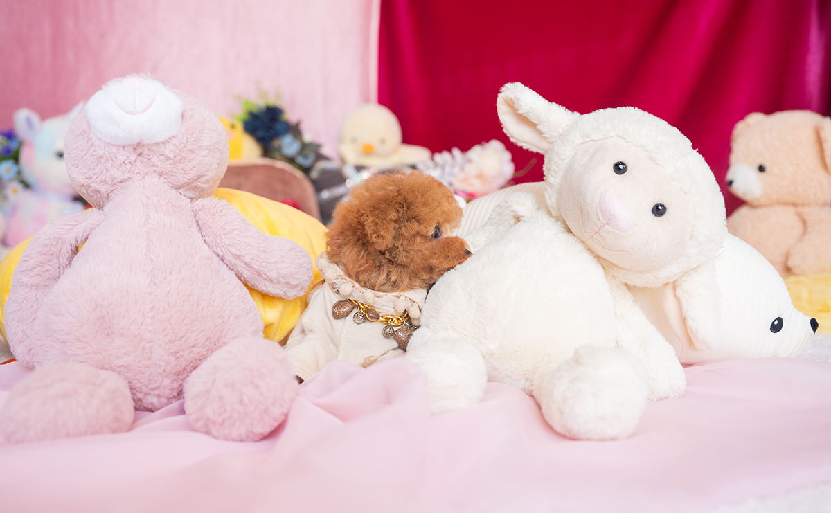 タイニープードルのレッドの女の子|2025年11月17日生まれ|No.11062|画像5枚目