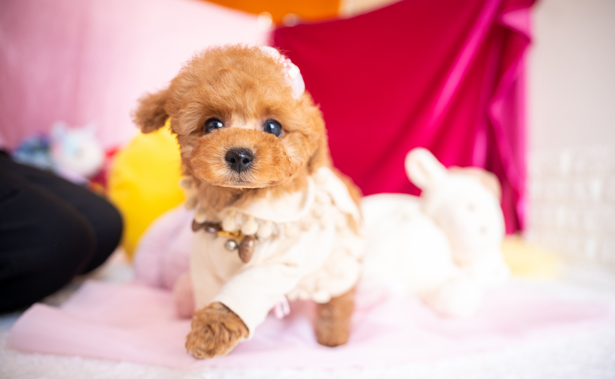 タイニープードルのレッドの女の子｜2025年11月17日生まれ｜No.11062｜画像6枚目