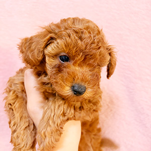 トイプードルのレッドの男の子｜2025年12月1日生まれ｜No.11066｜画像1枚目