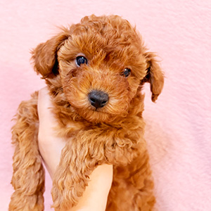 トイプードルのレッドの男の子｜2025年12月1日生まれ｜No.11066｜画像2枚目