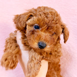 トイプードルのレッドの男の子｜2025年12月1日生まれ｜No.11066｜画像3枚目