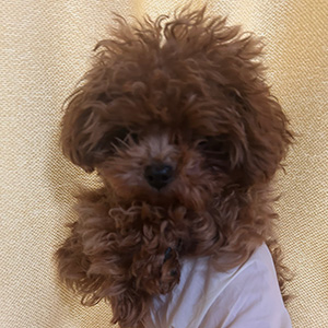 タイニープードルのレッドの男の子|2025年11月10日生まれ|No.11069|画像1枚目