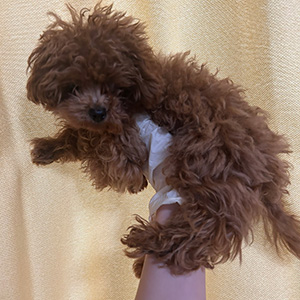 タイニープードルのレッドの男の子|2025年11月10日生まれ|No.11069|画像2枚目