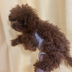 タイニープードルのレッドの男の子｜2025年11月10日生まれ｜No.11069｜画像3枚目