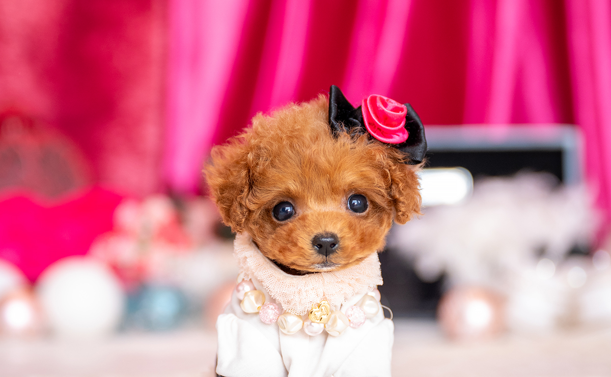 ティーカッププードルのレッドの女の子｜2025年11月26日生まれ｜No.11078｜画像0枚目