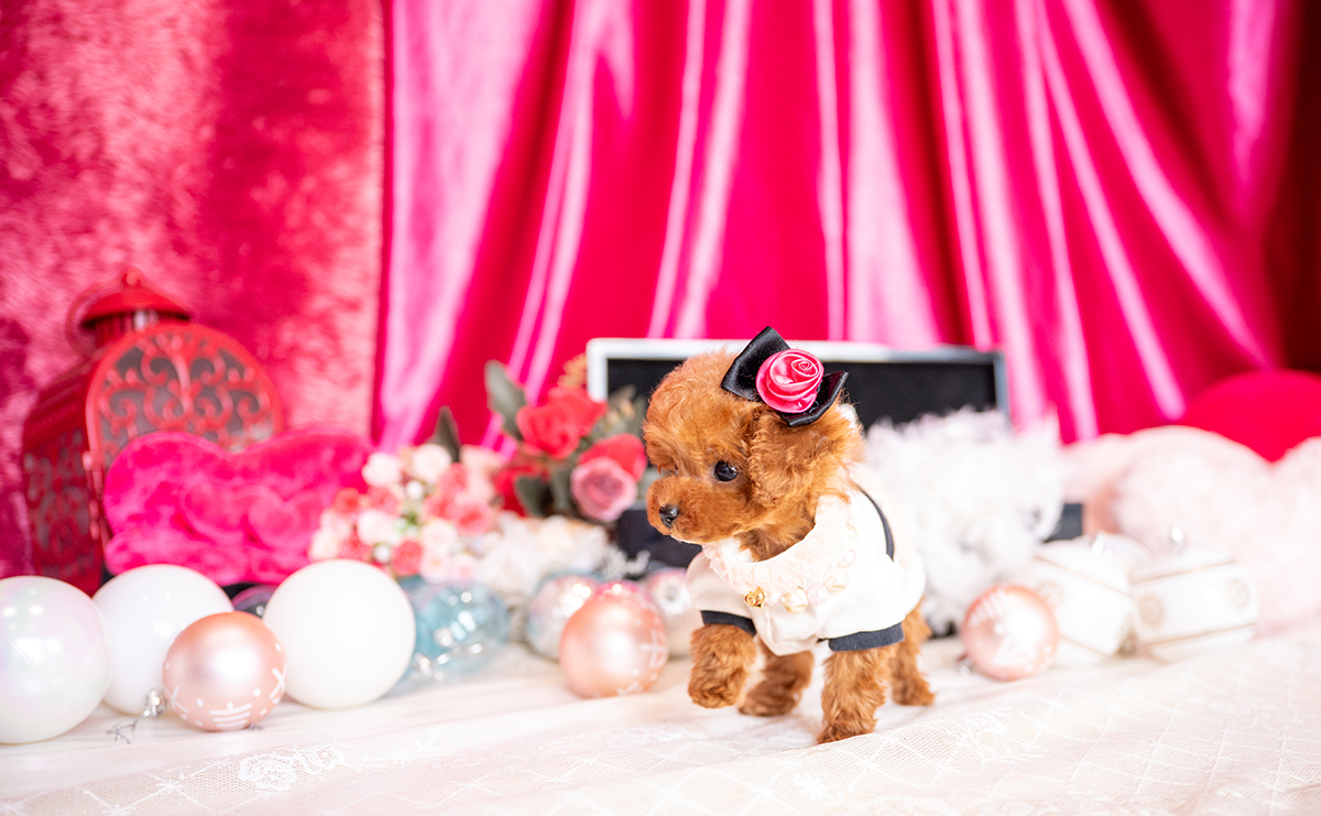 ティーカッププードルのレッドの女の子｜2025年11月26日生まれ｜No.11078｜画像3枚目