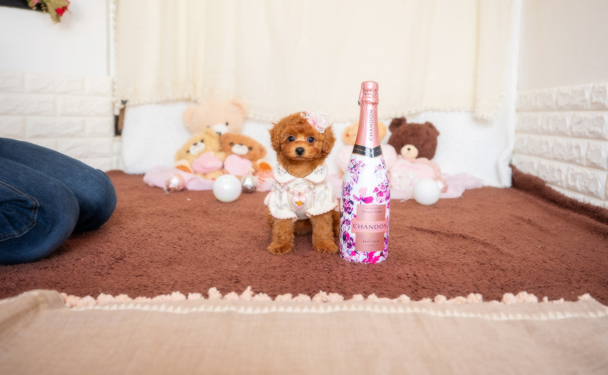 タイニープードルのレッドの女の子｜2025年12月3日生まれ｜No.11080｜画像2枚目