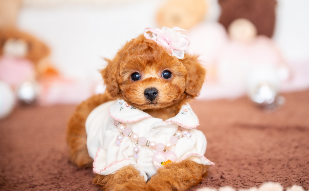 タイニープードルのレッドの女の子｜2025年12月3日生まれ｜No.11080｜画像5枚目