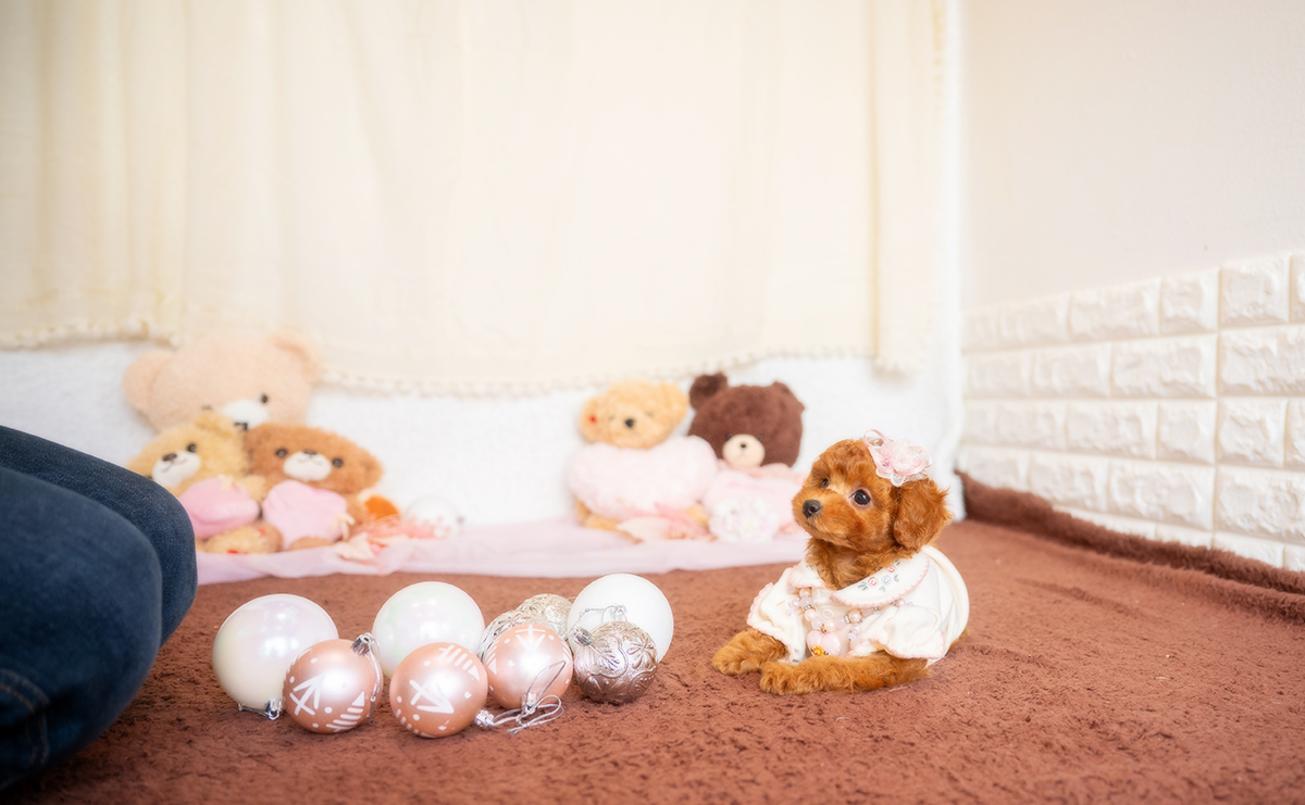 タイニープードルのレッドの女の子｜2025年12月3日生まれ｜No.11080｜画像6枚目