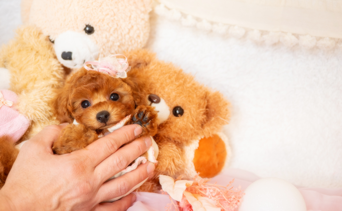 タイニープードルのレッドの女の子｜2025年12月3日生まれ｜No.11080｜画像7枚目