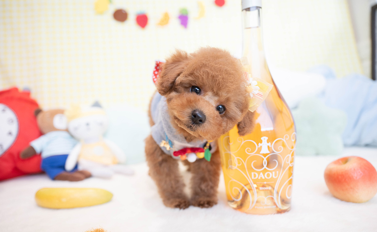 トイプードルのレッドの男の子｜2025年12月5日生まれ｜No.11096｜画像1枚目