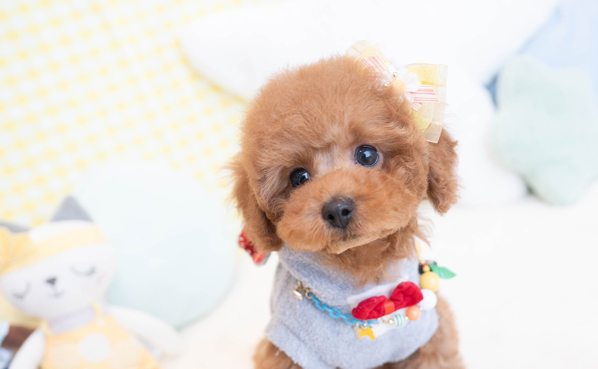 トイプードルのレッドの男の子｜2025年12月5日生まれ｜No.11096｜画像3枚目