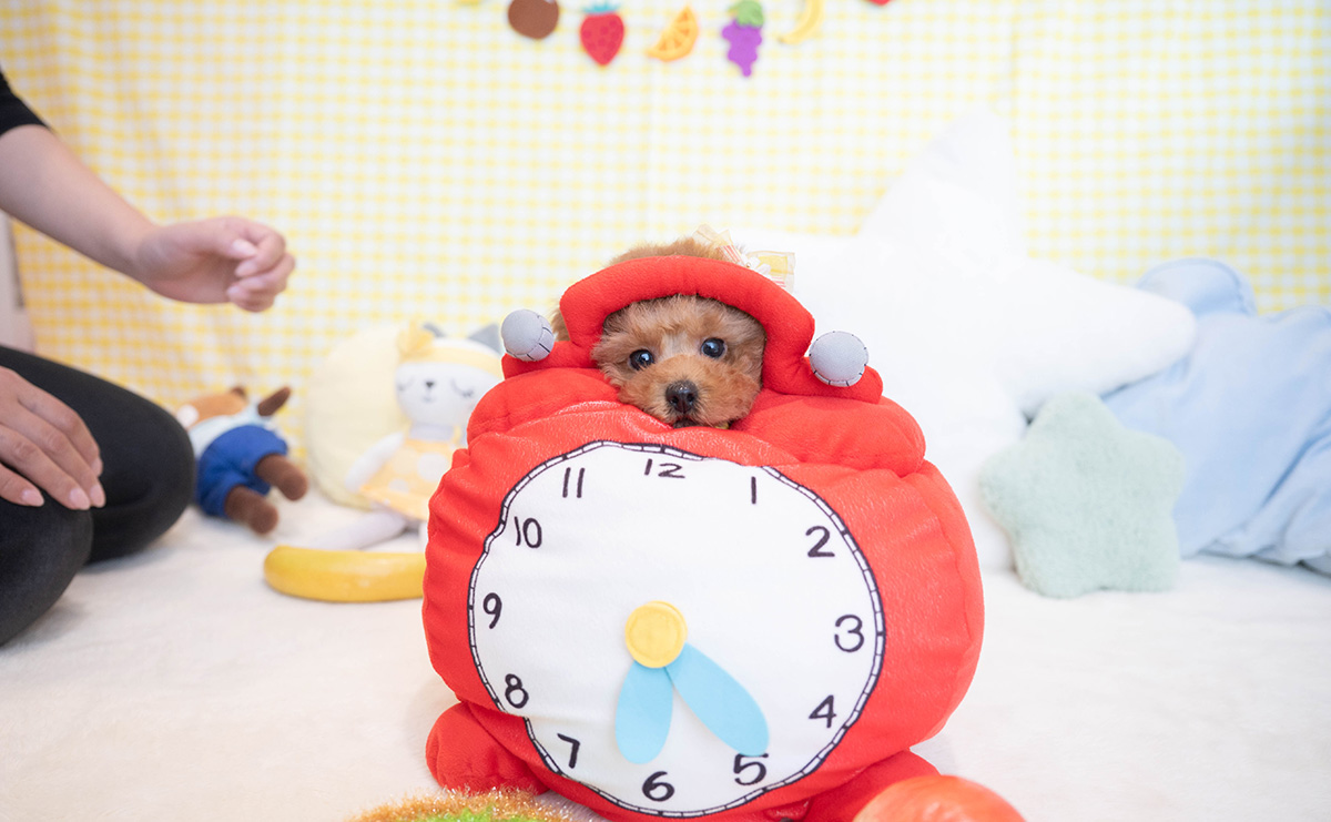 トイプードルのレッドの男の子｜2025年12月5日生まれ｜No.11096｜画像0枚目