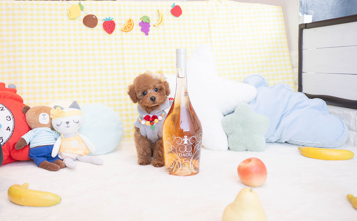 トイプードルのレッドの男の子｜2025年12月5日生まれ｜No.11096｜画像6枚目