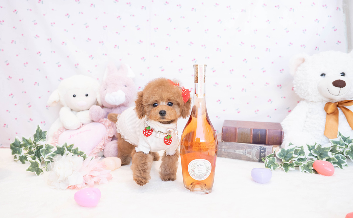 タイニープードルのレッドの女の子｜2025年11月17日生まれ｜No.11081｜画像2枚目