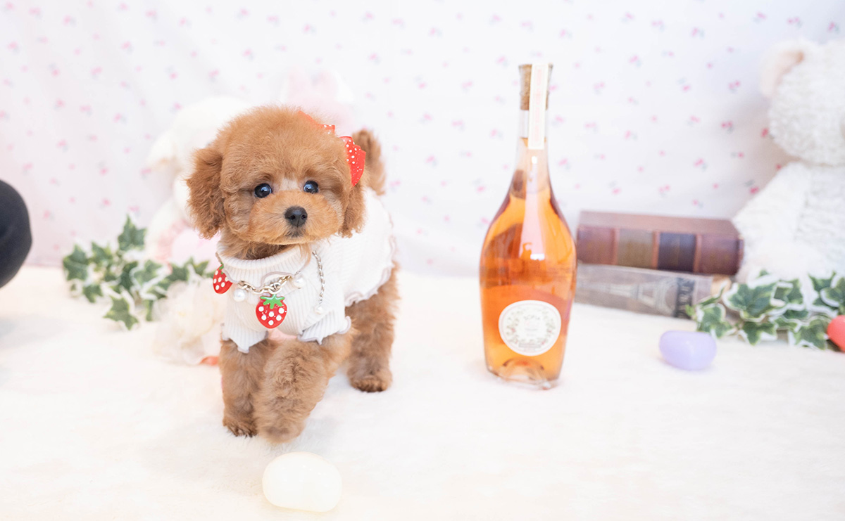 タイニープードルのレッドの女の子｜2025年11月17日生まれ｜No.11081｜画像3枚目