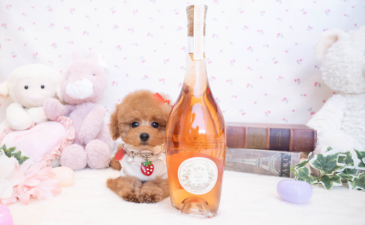 タイニープードルのレッドの女の子｜2025年11月17日生まれ｜No.11081｜画像4枚目