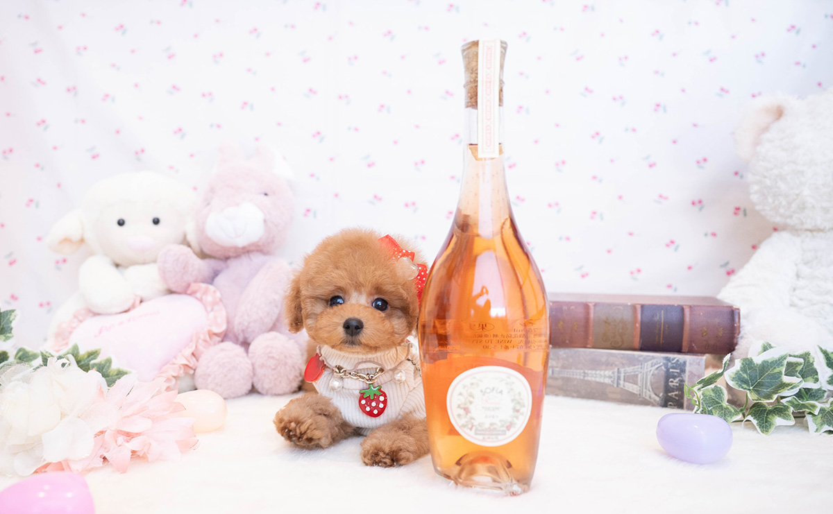 タイニープードルのレッドの女の子｜2025年11月17日生まれ｜No.11081｜画像5枚目