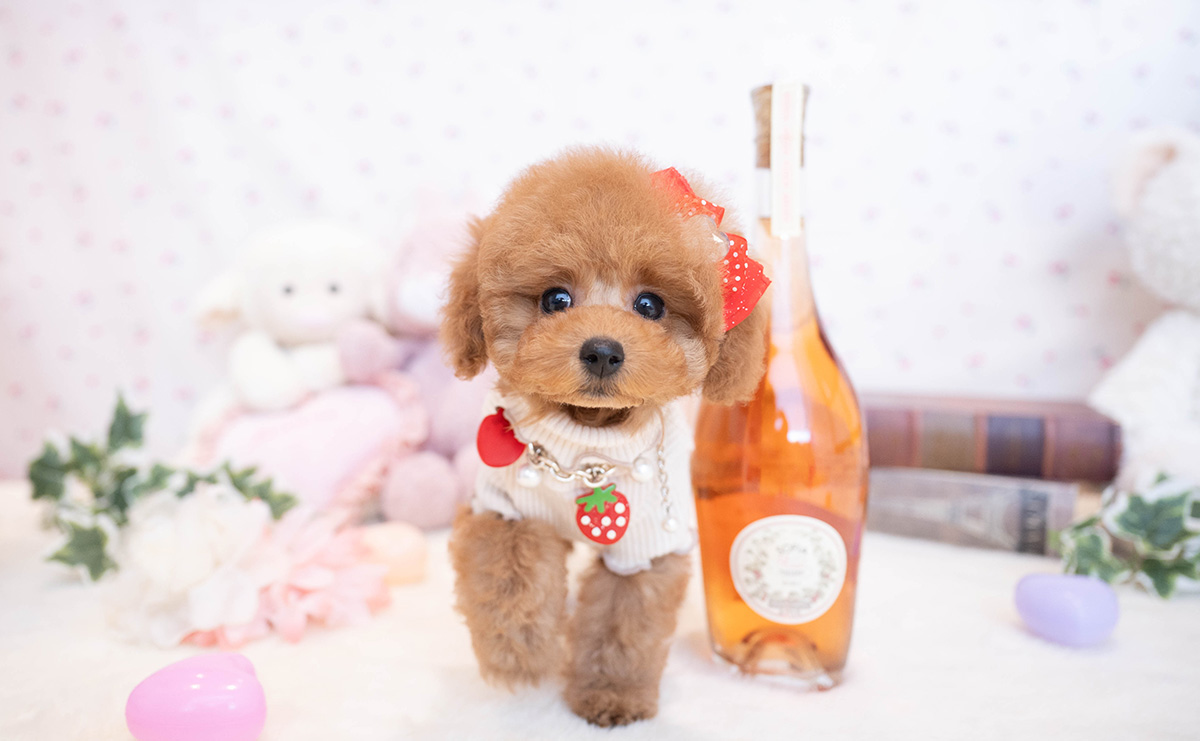 タイニープードルのレッドの女の子｜2025年11月17日生まれ｜No.11081｜画像6枚目