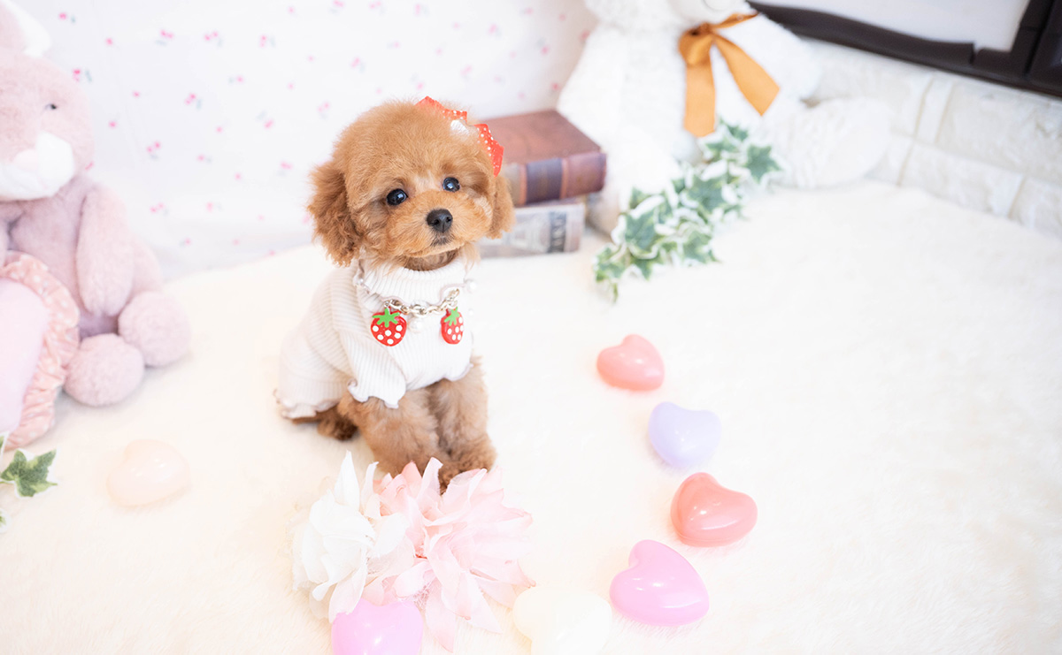 タイニープードルのレッドの女の子｜2025年11月17日生まれ｜No.11081｜画像8枚目