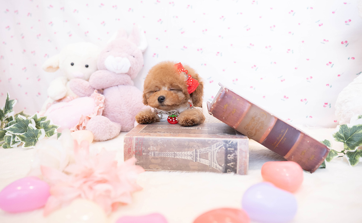 タイニープードルのレッドの女の子｜2025年11月17日生まれ｜No.11081｜画像10枚目