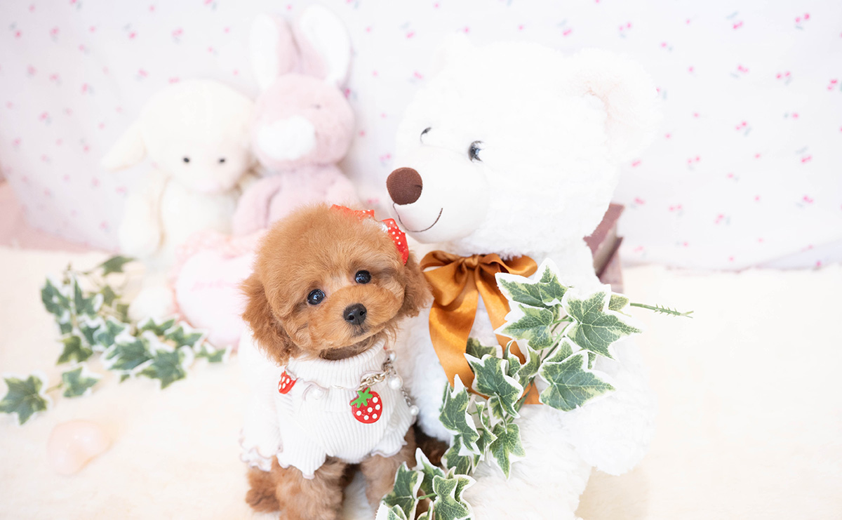 タイニープードルのレッドの女の子｜2025年11月17日生まれ｜No.11081｜画像0枚目