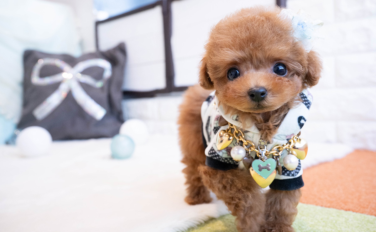 ティーカッププードルのレッドの男の子｜2025年11月30日生まれ｜No.11083｜画像1枚目