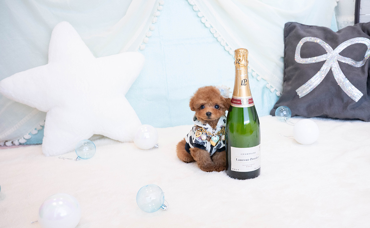 ティーカッププードルのレッドの男の子｜2025年11月30日生まれ｜No.11083｜画像2枚目