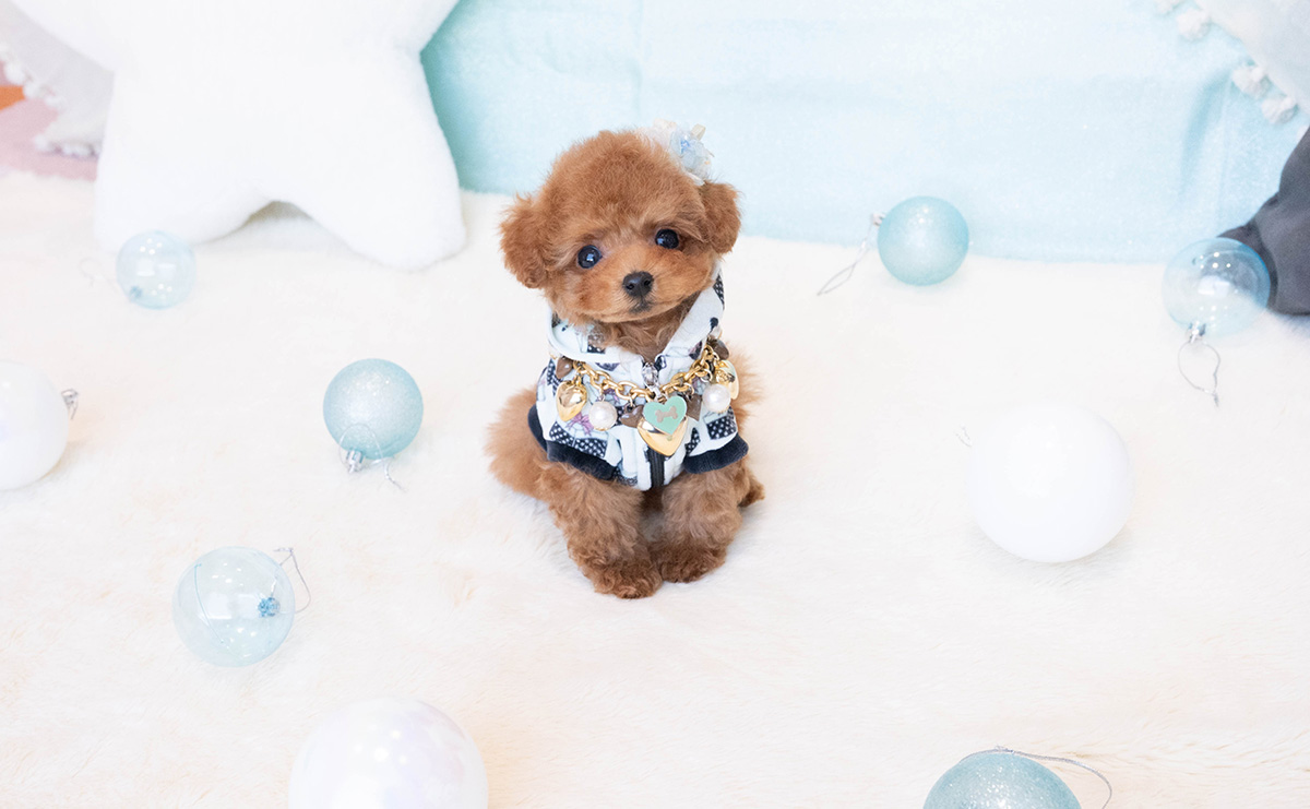 ティーカッププードルのレッドの男の子｜2025年11月30日生まれ｜No.11083｜画像3枚目