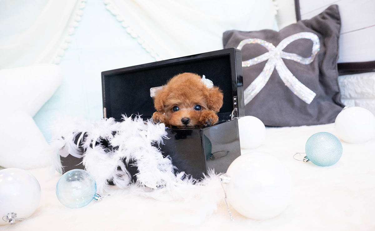 ティーカッププードルのレッドの男の子｜2025年11月30日生まれ｜No.11083｜画像4枚目