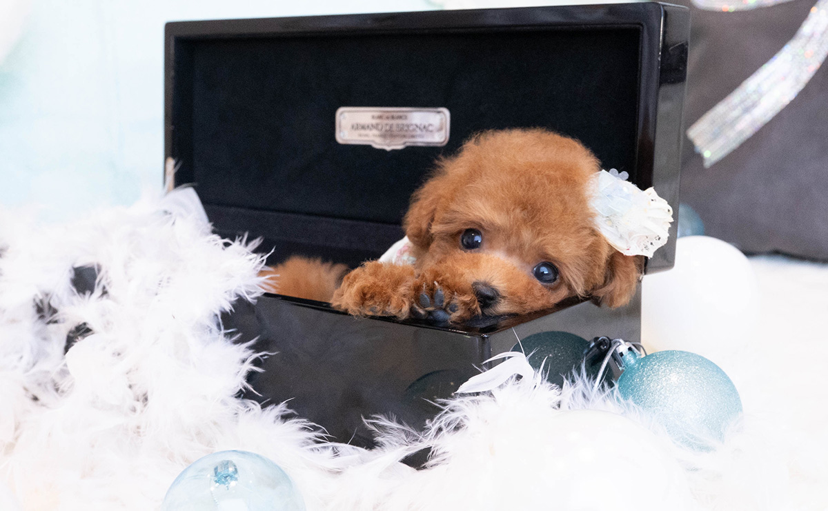 ティーカッププードルのレッドの男の子｜2025年11月30日生まれ｜No.11083｜画像5枚目