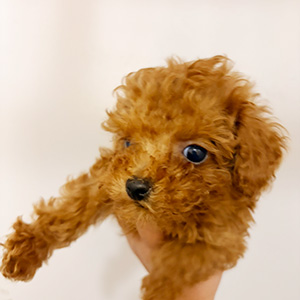 タイニープードルのレッドの男の子｜2025年12月5日生まれ｜No.11086｜画像0枚目