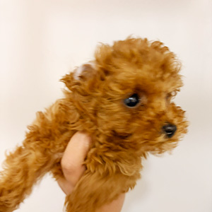 タイニープードルのレッドの男の子｜2025年12月5日生まれ｜No.11086｜画像1枚目