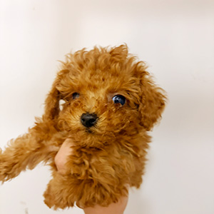 タイニープードルのレッドの男の子｜2025年12月5日生まれ｜No.11086｜画像2枚目